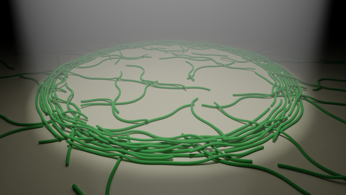 3D visualization of cyanobacteria 