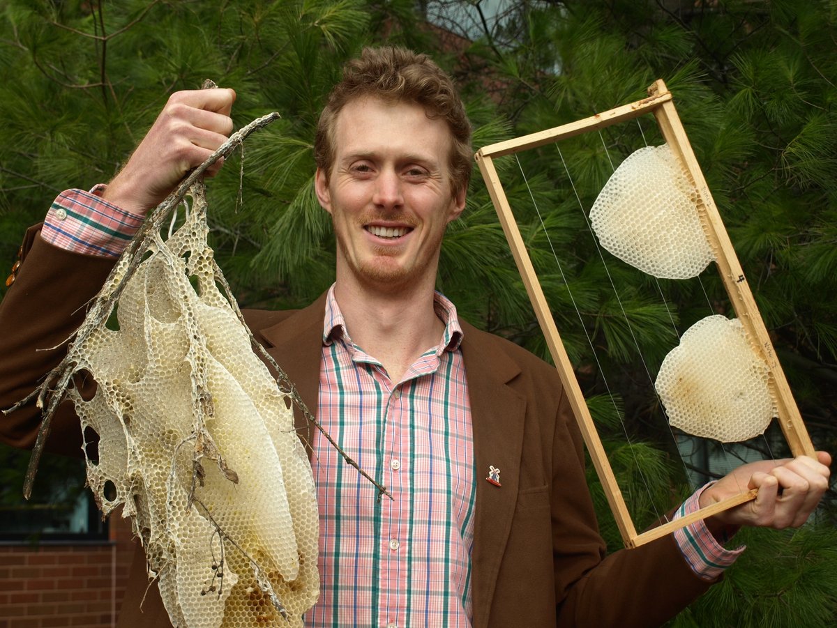 Researcher holding up honeycombs