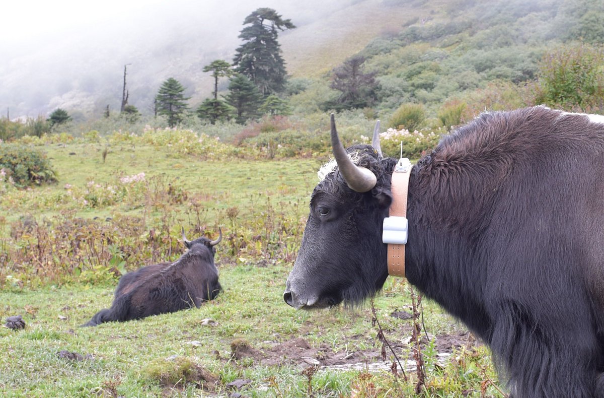 Yak aus Bhutan