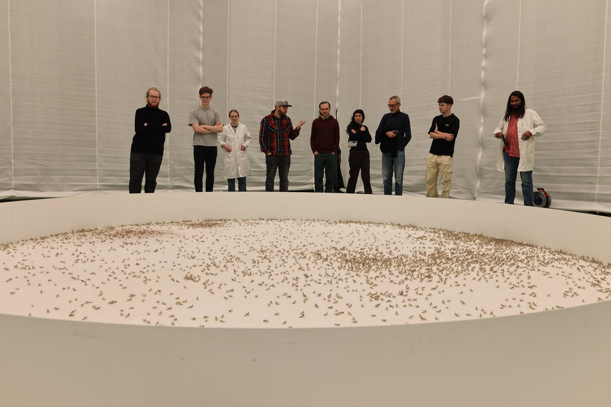 A group standing behind an arena with 4.000 locusts.