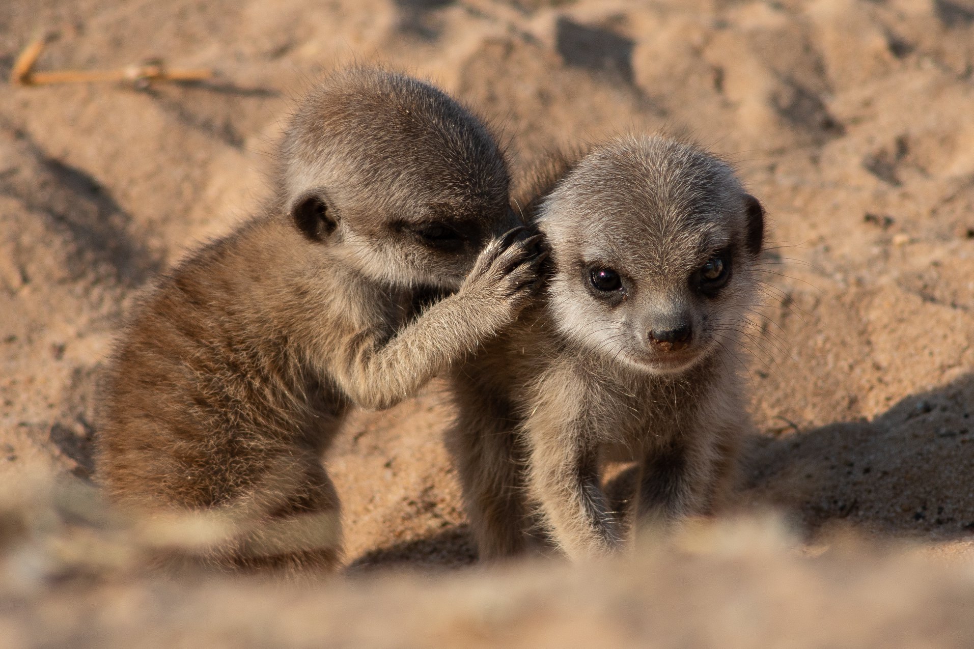 Meerkats chatting