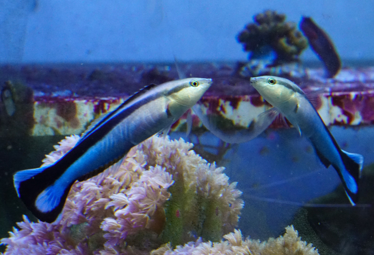 Ein Putzerfisch interagiert mit seinem Spiegelbild, das von einem außerhalb des Aquariums angebrachten Spiegel erzeugt wird. Der Spiegel selbst ist in diesem Foto nicht sichtbar, da das Glas des Aquariums im Blickwinkel der Kamera gemäß des snelliusschen Brechungsgesetzes selbst reflektierend wirkt. Dies gilt aber nicht für den Fisch, für den das Glas des Aquariums aufgrund seines direkten Blickwinkels transparent erscheint. Copyright: Alex Jordan