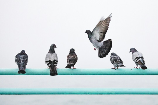 Fünf Tauben sitzen auf einer grünen Stange, vermutlich eines Geländers. Eine Taube ist im Landeanflug. 