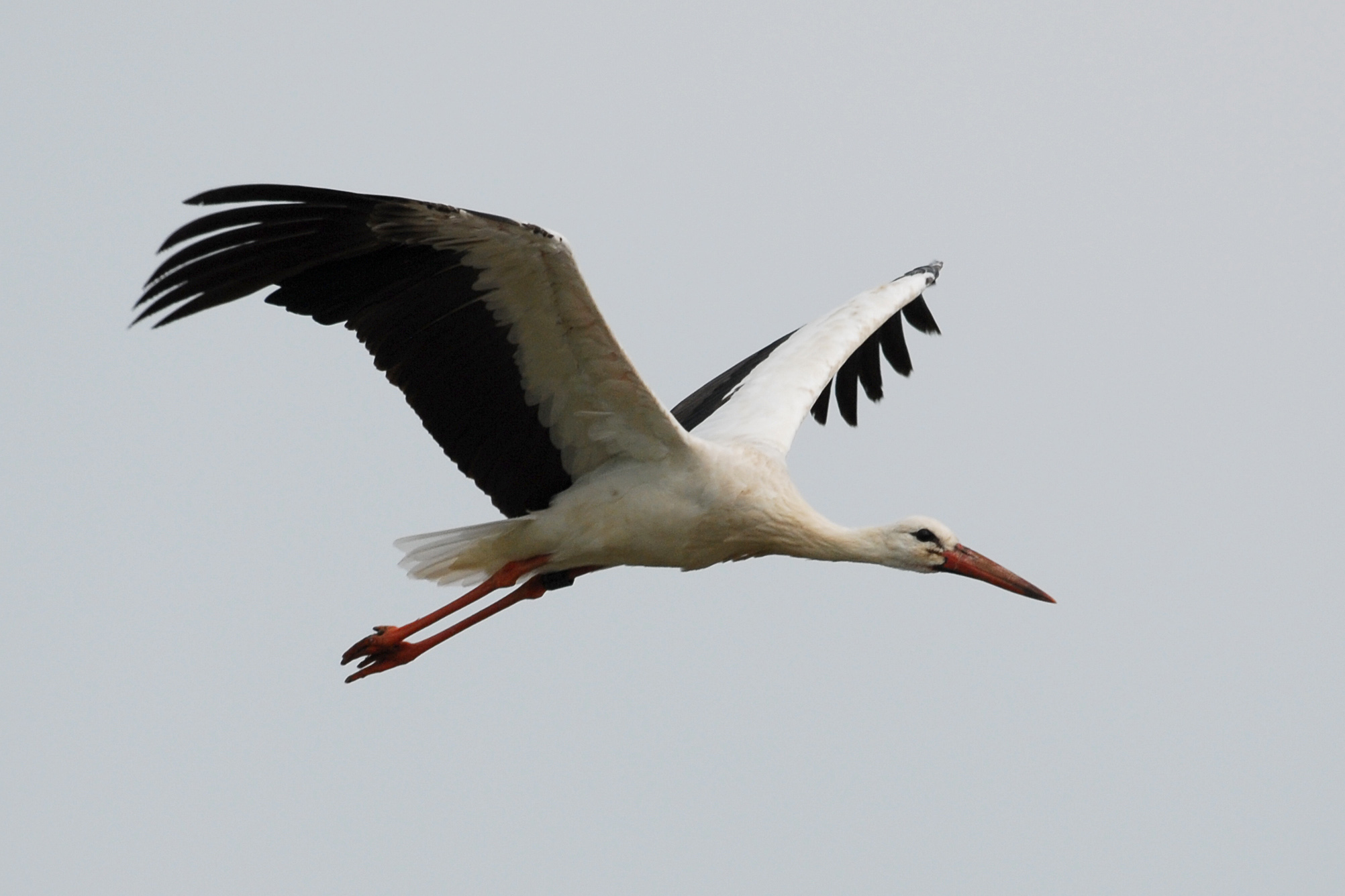 Fliegender Storch